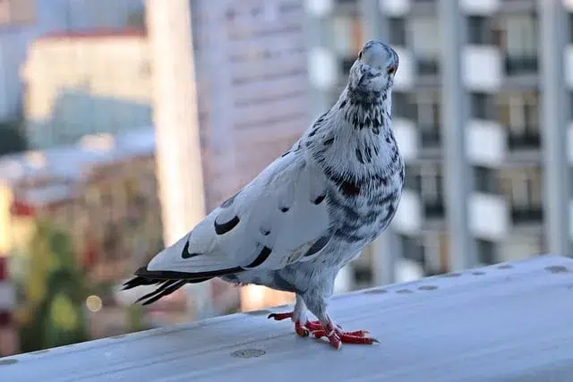 pigeon balcon