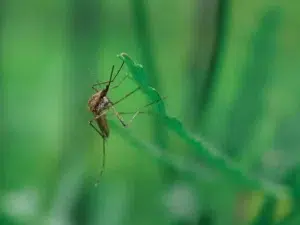 Meilleures solutions naturelles anti-moustiques