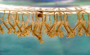 Infestation de moustiques et eaux stagnantes : les gîtes larvaires