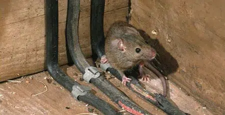 souris mangent fils électriques cave