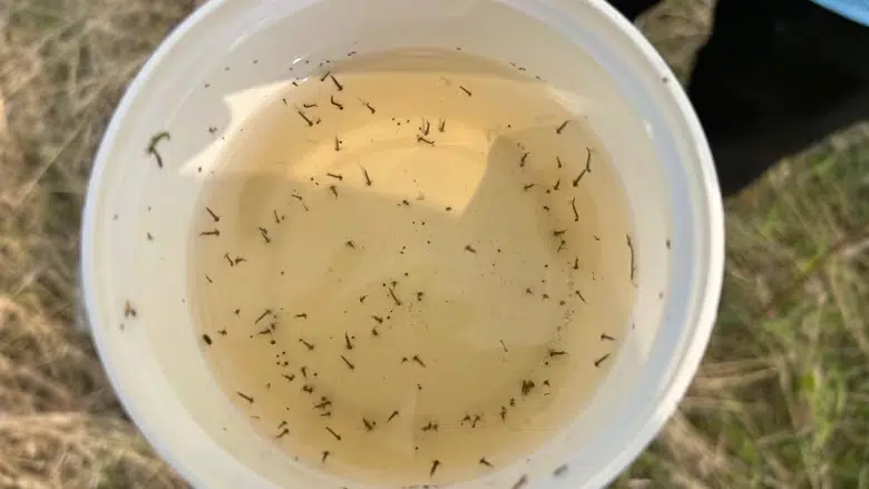 larves moustiques eau stagnante