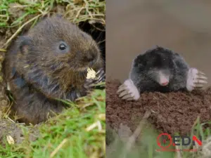 Rat taupier ou taupe : quelle différence ?