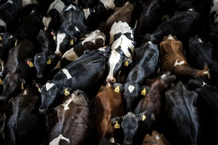Abattage total du troupeau en cas de détection dermatose bovine