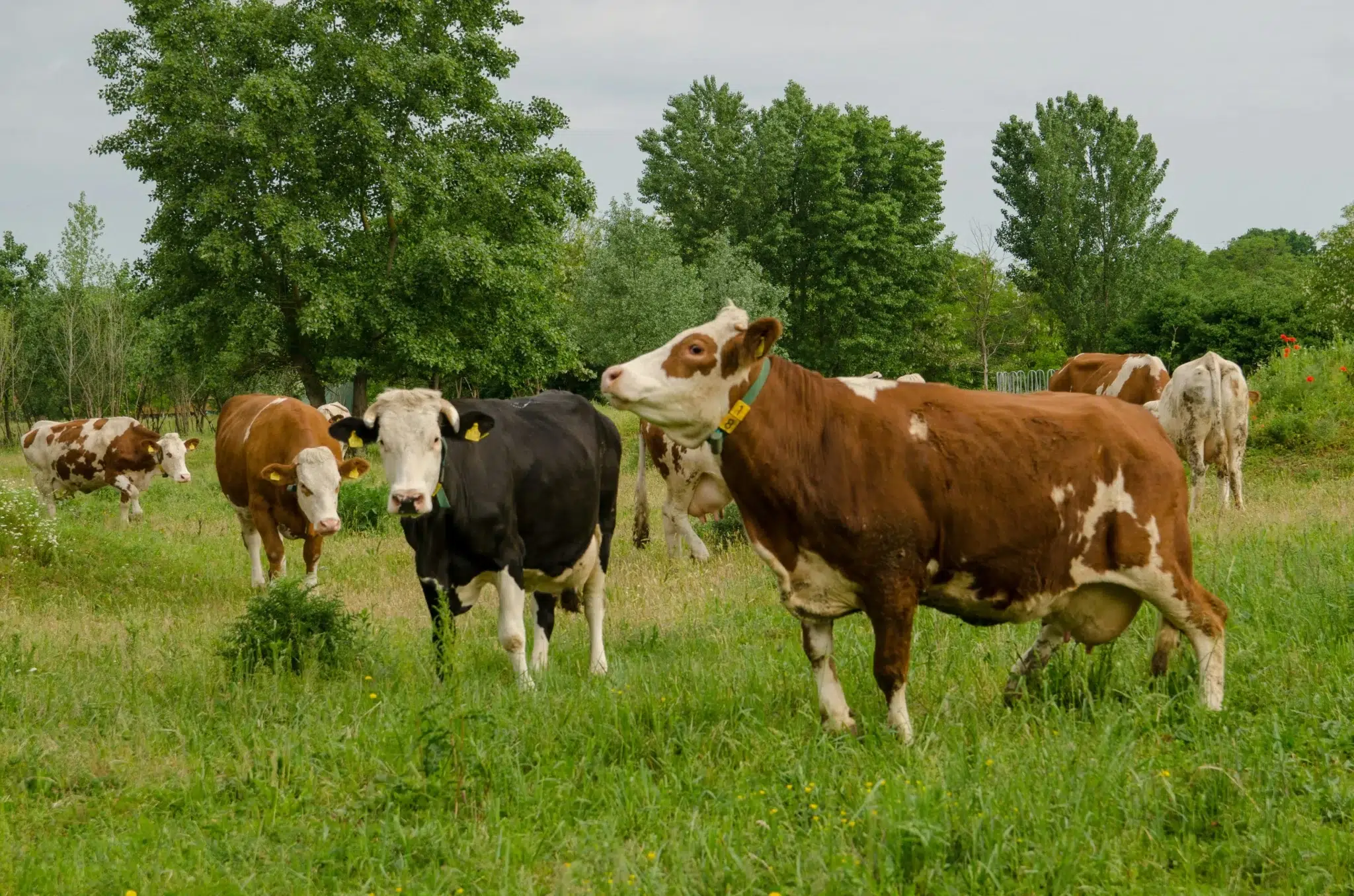 Prévenir la dermatose nodulaire contagieuse au sein de son exploitation bovine