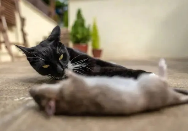 Morsure de rat sur animal domestique