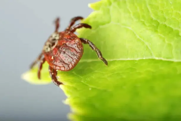 Tique, un vecteur potentiel de la dermatose nordulaire
