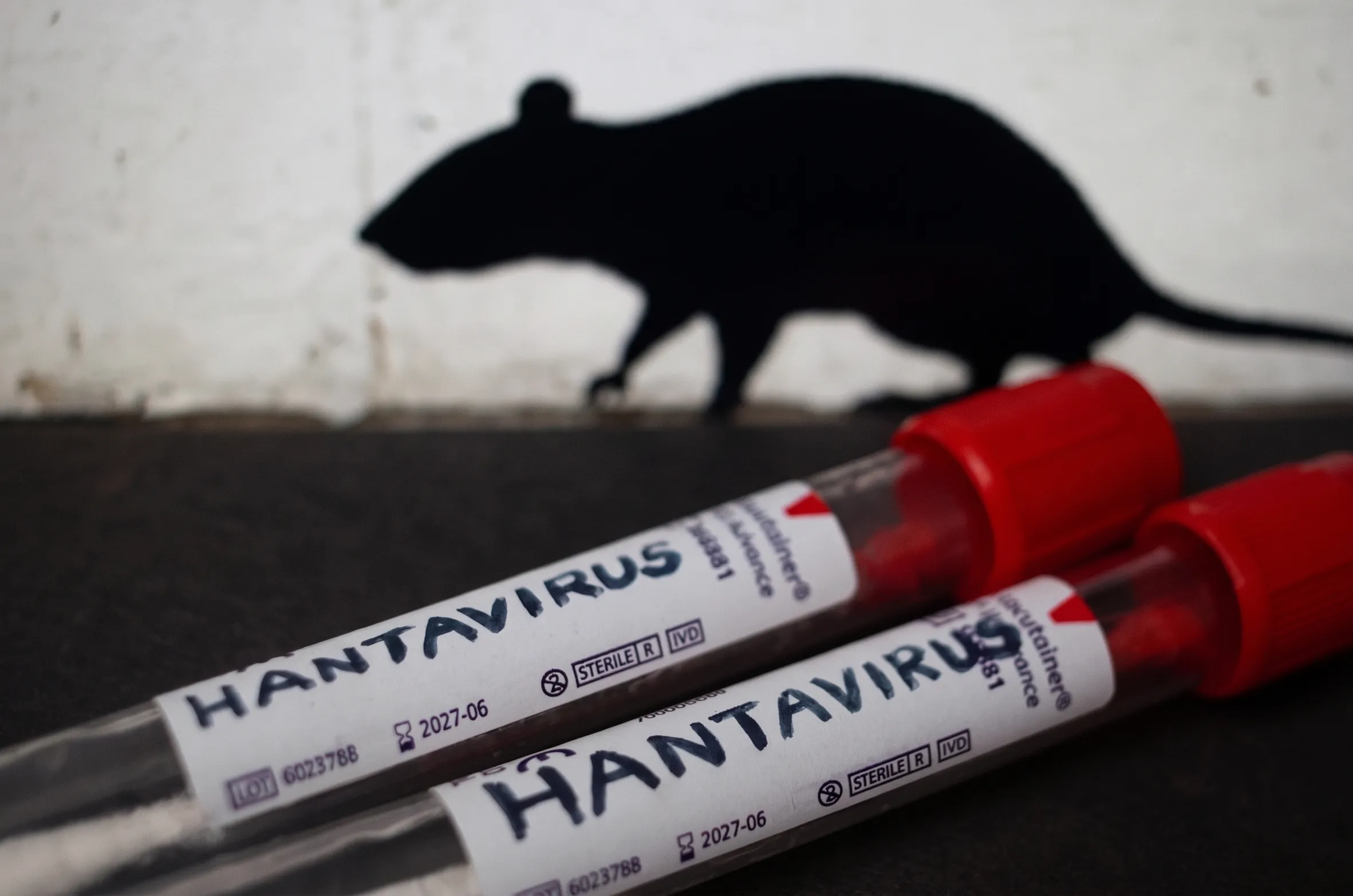 Hantavirus et rongeurs