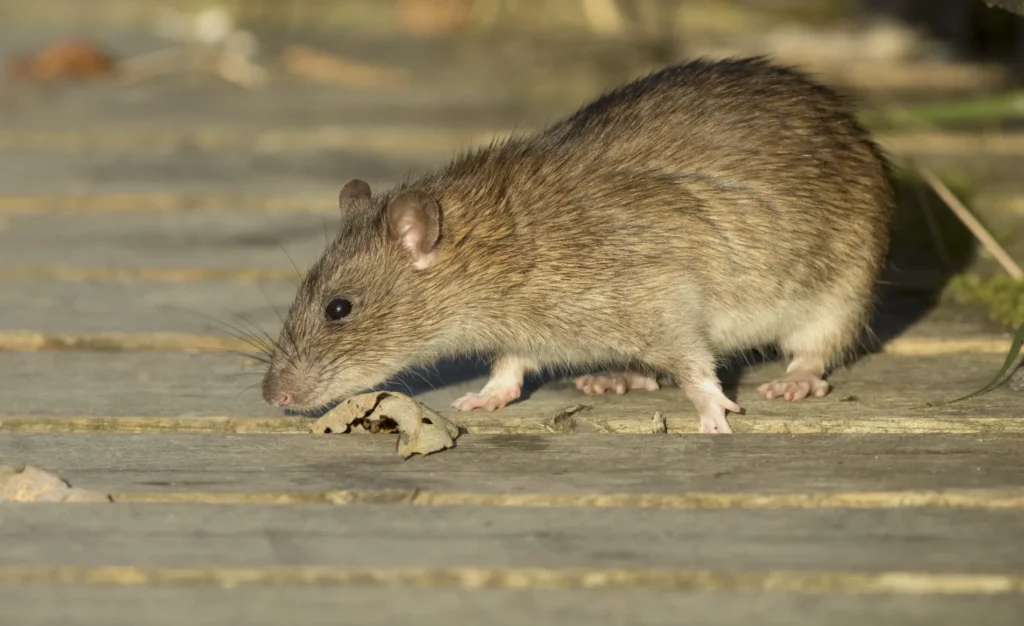 Rat brun