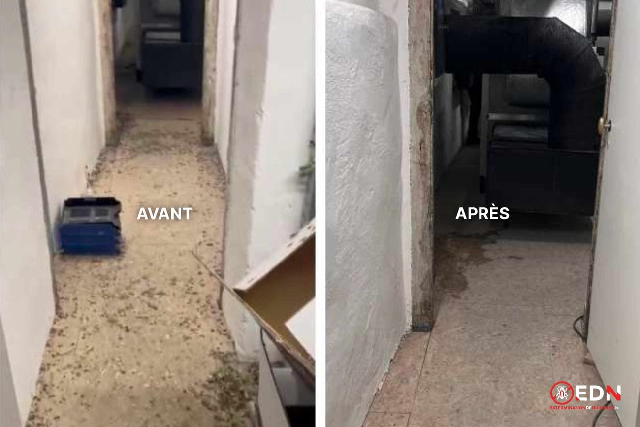 Avant / après dépigeonnage, chantier 2