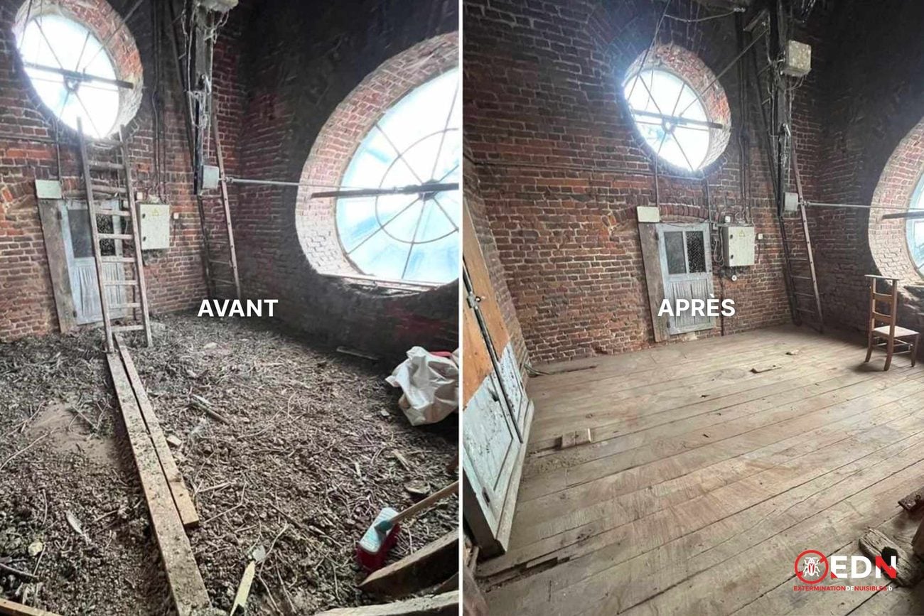 Avant / après dépigeonnage, chantier 1
