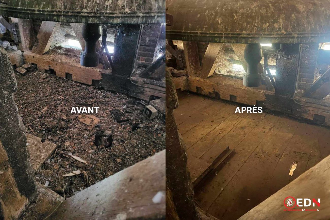 Avant / après dépigeonnage, chantier 3