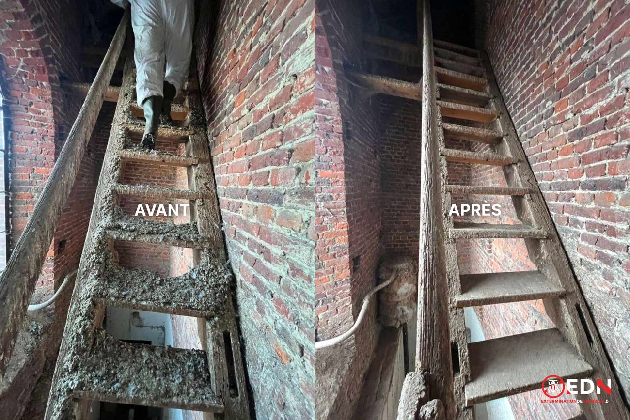 Avant / après dépigeonnage, chantier 4