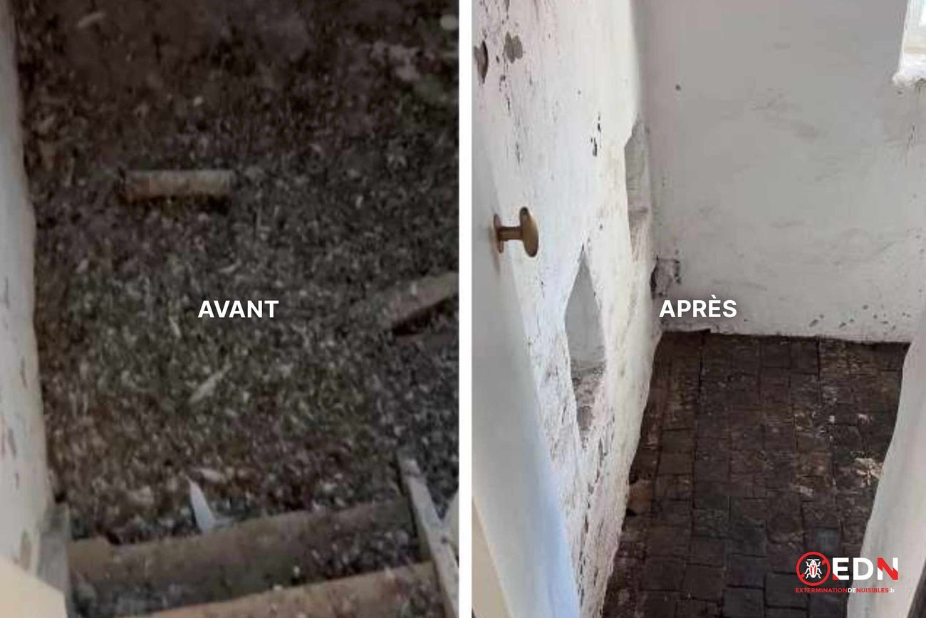 Avant / après dépigeonnage, chantier 5