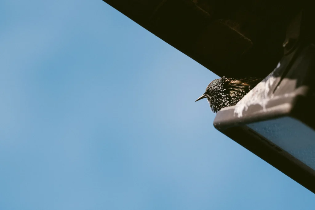 Dégâts et risques oiseaux toiture