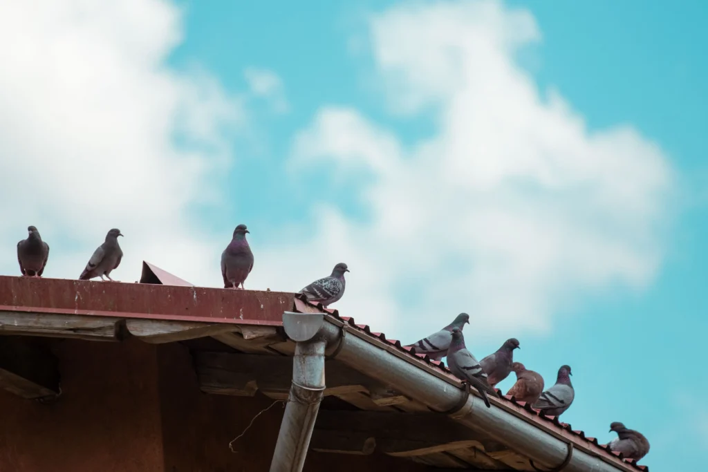 Exception loi de protection des oiseaux : les pigeons