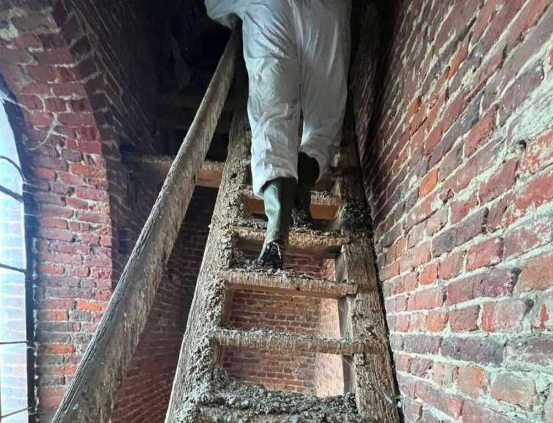 Intervention dépigeonnage sous 48h