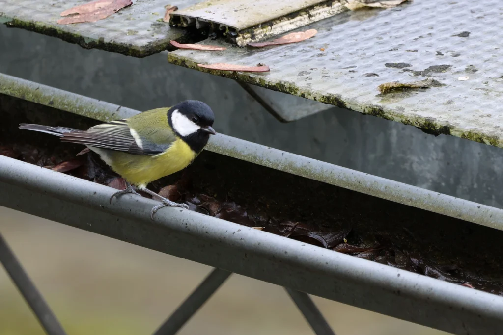 Oiseaux et nids protégés par la loi