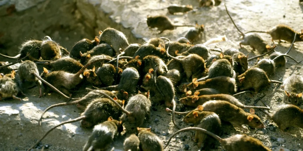 Invasion rats chantiers