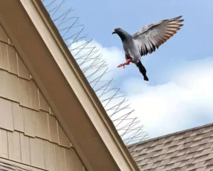 Pics anti pigeons