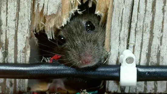 Souris qui ronge un cable électrique