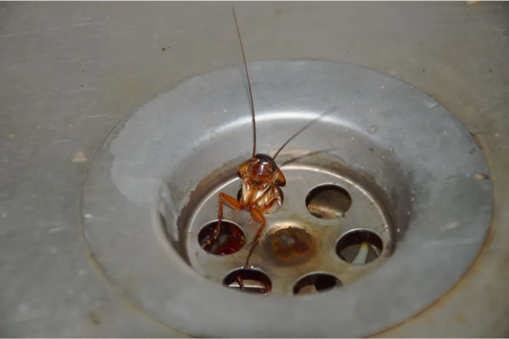 Cafard dans les canalisations