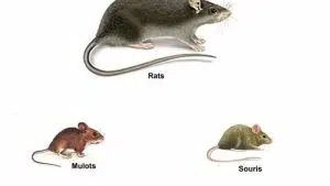 differences rat souris mulot